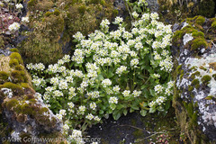 Cochlearia groenlandica