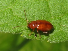 Neocrepidodera transversa