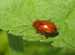 Neocrepidodera transversa