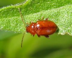 Neocrepidodera transversa