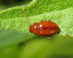 Neocrepidodera transversa