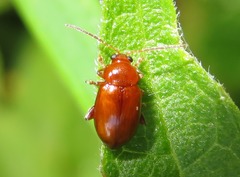 Neocrepidodera transversa