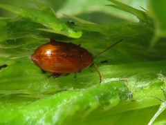 Neocrepidodera transversa