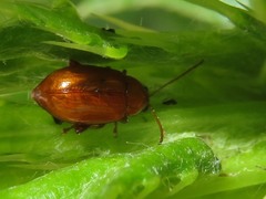 Neocrepidodera transversa