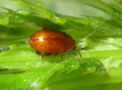 Neocrepidodera transversa