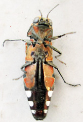 Agrilus sexguttatus