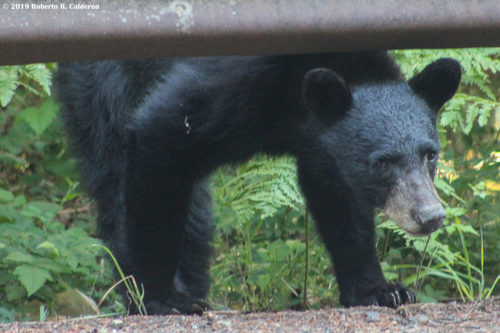 American Black Bear photographed in Oregon