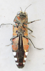 Agrilus sexguttatus