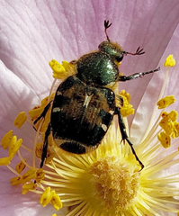 Trichiotinus viridans