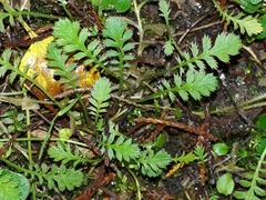Leptinella squalida squalida