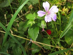 Geranium nodosum
