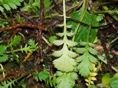 Leptinella squalida squalida