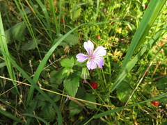 Geranium nodosum