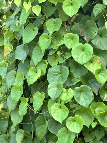 Dioscorea esculenta observed 2024-09-28