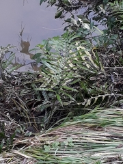 Blechnum triangularifolium