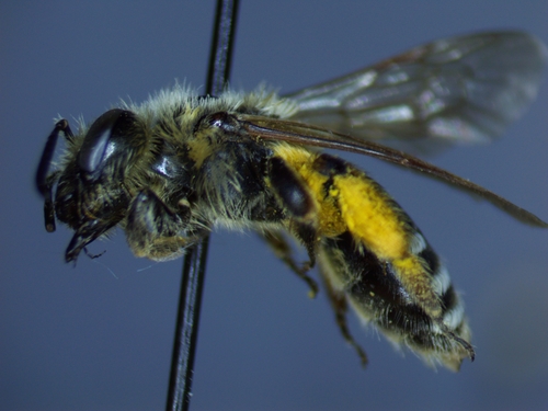 Andrenid bee