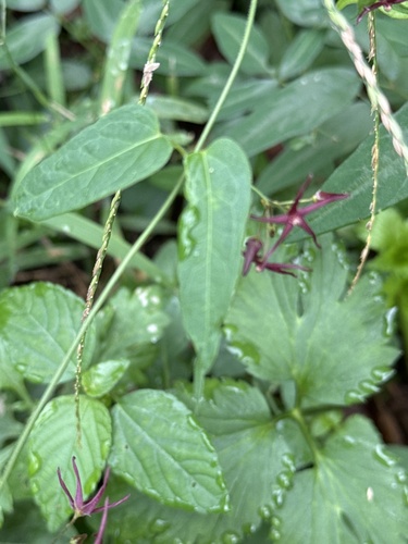 Vincetoxicum sublanceolatum iNat (2)