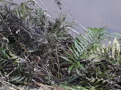 Blechnum triangularifolium