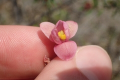 Pink Sun Orchid (Thelymitra carnea)
