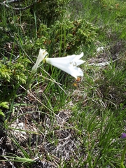 Paradisea liliastrum