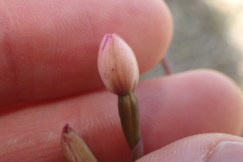 Image of Thelymitra carnea by (c) Oscar Dove, some rights reserved (CC BY)