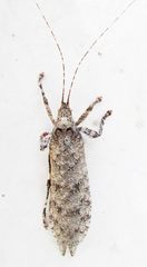 Cymatomera denticollis