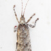Cymatomera denticollis - Photo (c) Botswanabugs,  זכויות יוצרים חלקיות (CC BY-NC), uploaded by Botswanabugs