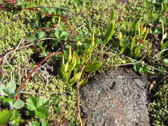 Ophioglossum thermale