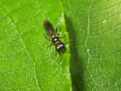 Crossocerus palmipes