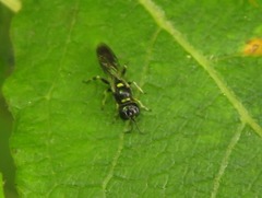 Crossocerus palmipes