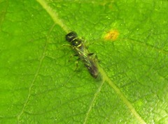 Crossocerus palmipes