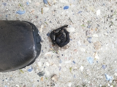 Nyctereutes procyonoides