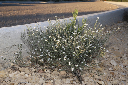 Pasture heliotrope (Euploca tenella)