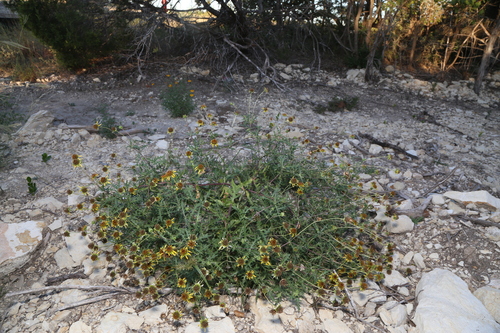 Image of Tetragonotheca texana by (c) Reid Hardin, some rights reserved (CC BY)
