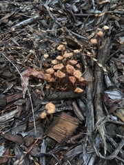 Tubariaceae