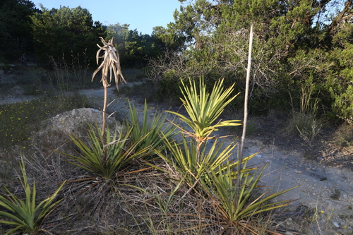 Yucca rupicola
