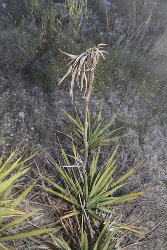 Yucca rupicola