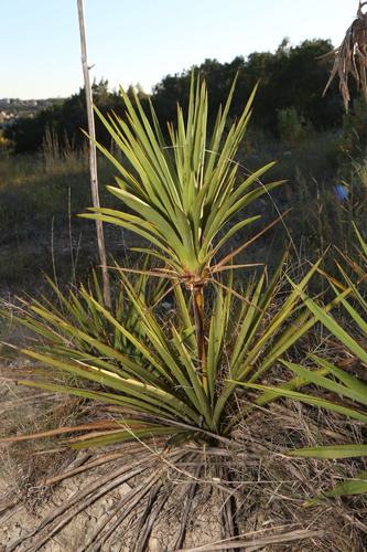 Yucca rupicola