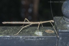 Phraortes stomphax