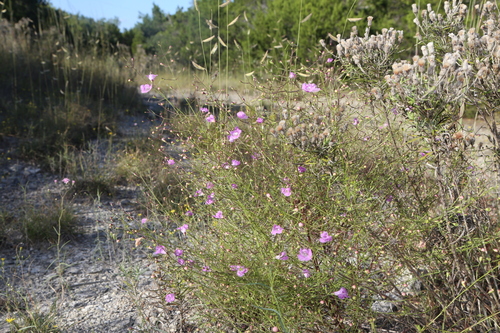 Image of Agalinis edwardsiana by (c) Reid Hardin, some rights reserved (CC BY)