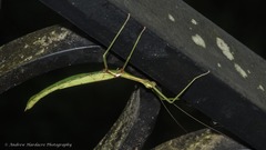 Huananphasma amicum