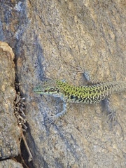 Podarcis siculus siculus