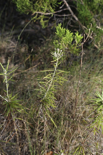 Image of Vernonia lindheimeri by (c) Reid Hardin, some rights reserved (CC BY)