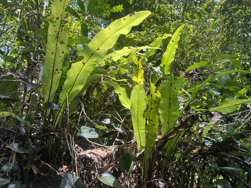 Microsorum punctatum