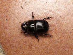 Copris incertus