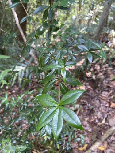 Chain fruit (Alyxia oblongata)