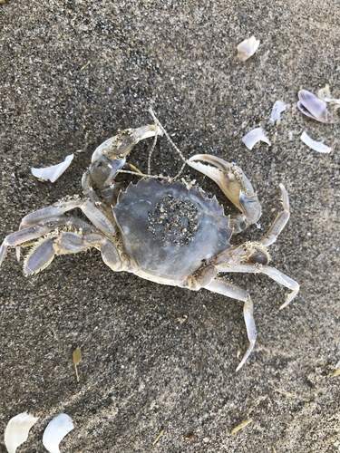 Vernal Crab