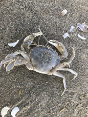 Liocarcinus