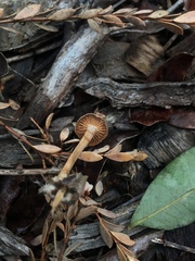 Tubariaceae