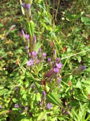 Gentianella amarella acuta